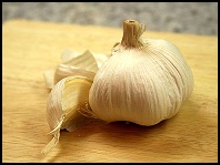 Garlic